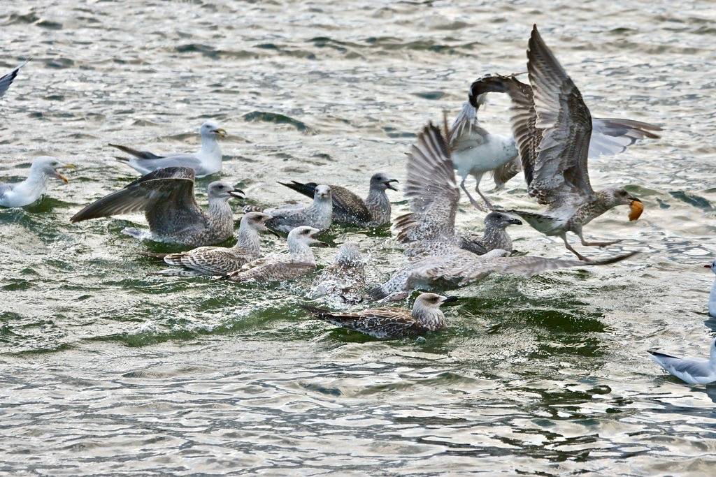 Gulls by bramblejungle is licensed under CC BY-NC 2.0